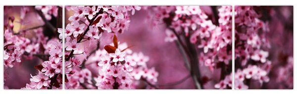 Obraz - Różowa sakura (170x50 cm)