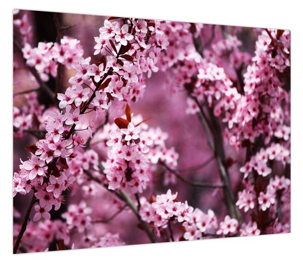 Obraz - Różowa sakura (70x50 cm)