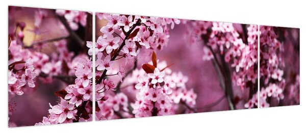 Obraz - Różowa sakura (170x50 cm)