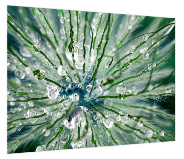 Obraz - Makro zdjęcie kwiatu (70x50 cm)