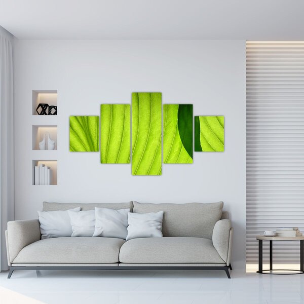 Obraz - Szczegół zielonego liścia (125x70 cm)