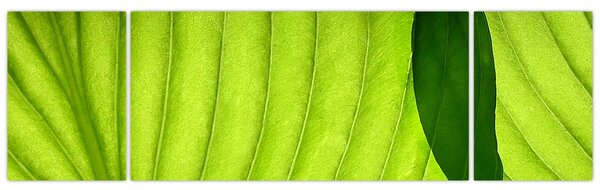 Obraz - Szczegół zielonego liścia (170x50 cm)