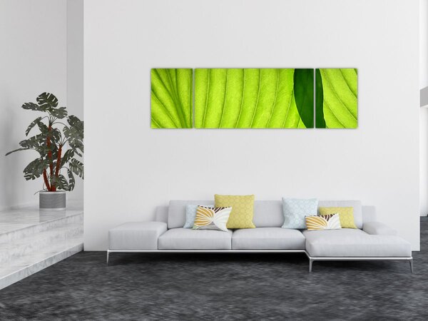Obraz - Szczegół zielonego liścia (170x50 cm)