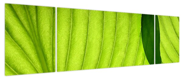 Obraz - Szczegół zielonego liścia (170x50 cm)