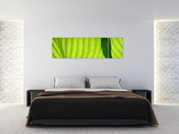 Obraz - Szczegół zielonego liścia (170x50 cm)