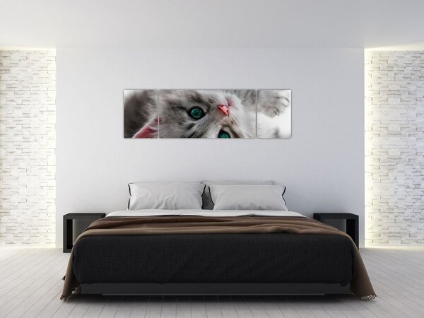 Obraz - Kot z zielonymi oczami (170x50 cm)