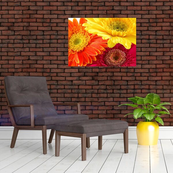 Obraz - Kwiaty Gerbery (70x50 cm)