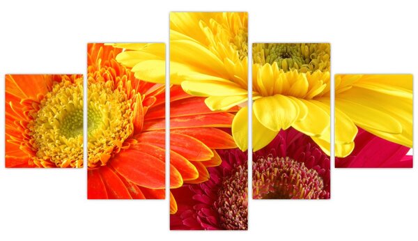 Obraz - Kwiaty Gerbery (125x70 cm)