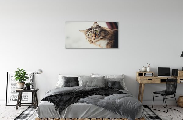 Obraz na płótnie Majestatyczny Maine Coon