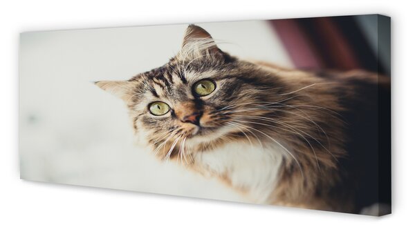 Obraz na płótnie Majestatyczny Maine Coon