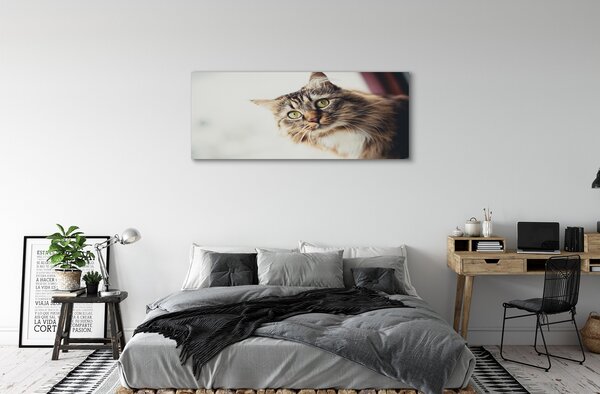 Obraz na płótnie Majestatyczny Maine Coon