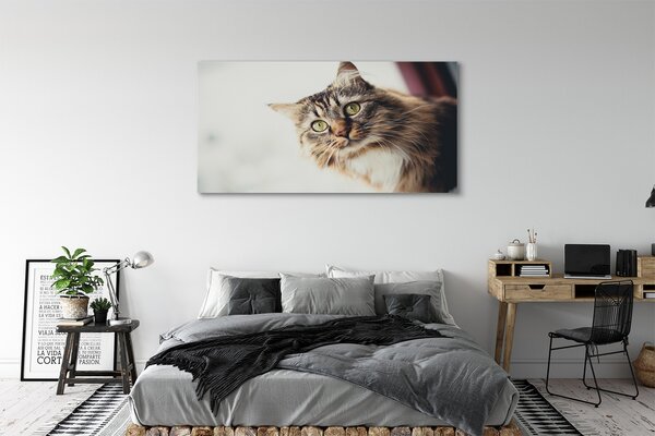 Obraz na płótnie Majestatyczny Maine Coon