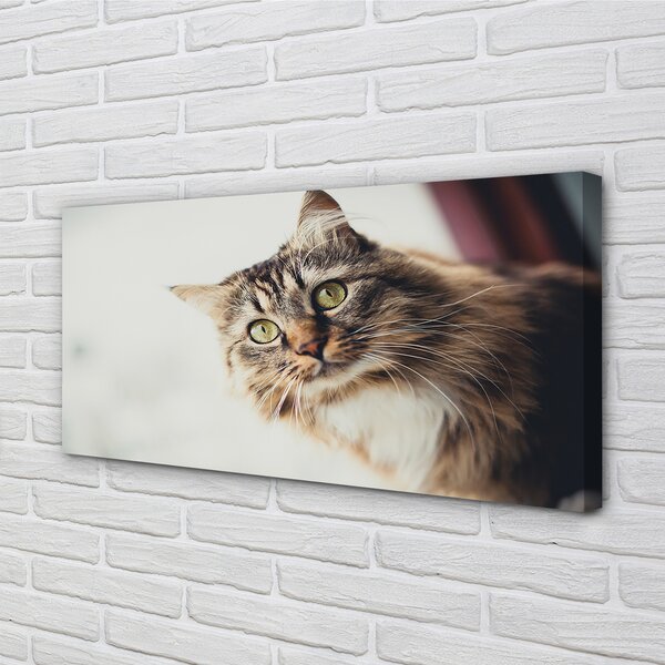 Obraz na płótnie Majestatyczny Maine Coon