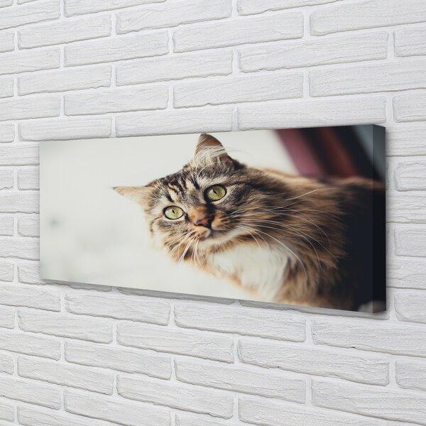Obraz na płótnie Majestatyczny Maine Coon