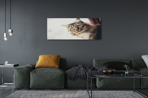 Obraz na płótnie Majestatyczny Maine Coon