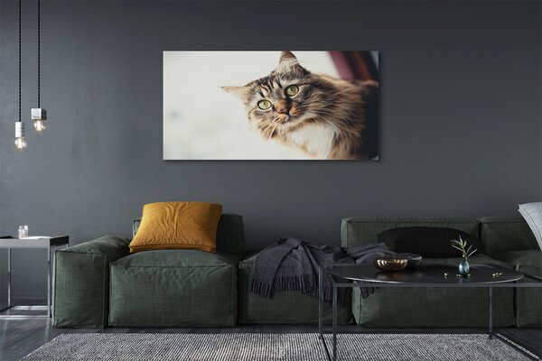 Obraz na płótnie Majestatyczny Maine Coon