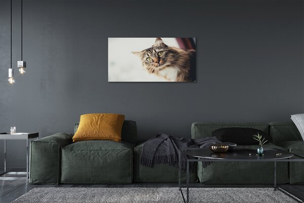 Obraz na płótnie Majestatyczny Maine Coon