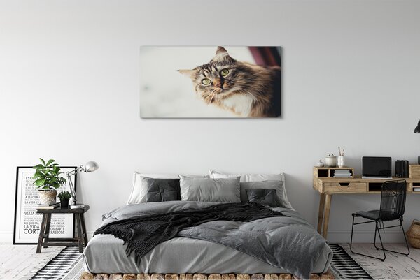 Obraz na płótnie Majestatyczny Maine Coon