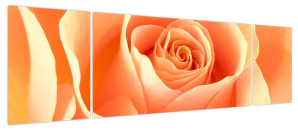 Obraz - Róże, kolor morelowy (170x50 cm)
