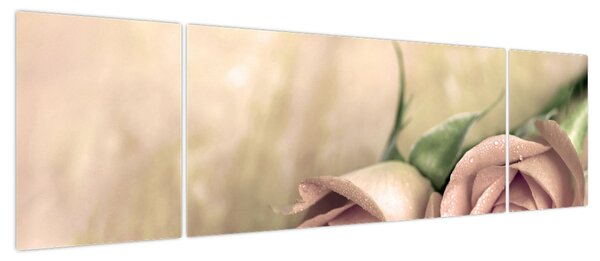 Obraz - Delikatne róże (170x50 cm)