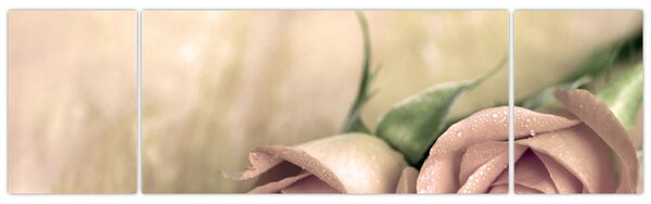 Obraz - Delikatne róże (170x50 cm)