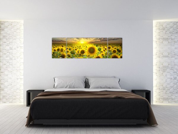 Obraz - Słoneczniki o zachodzie słońca (170x50 cm)