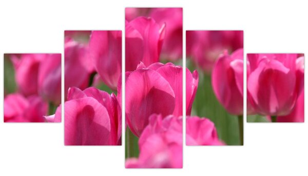 Obraz - Różowe tulipany (125x70 cm)