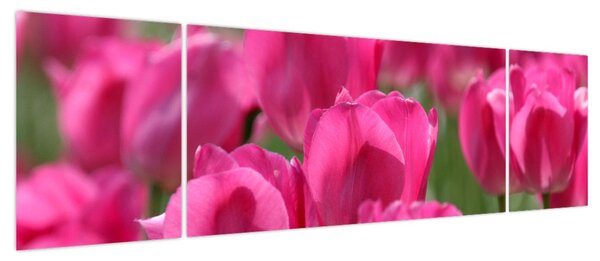 Obraz - Różowe tulipany (170x50 cm)