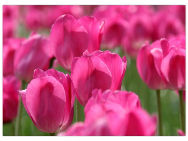 Obraz - Różowe tulipany (70x50 cm)