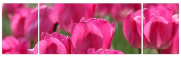 Obraz - Różowe tulipany (170x50 cm)