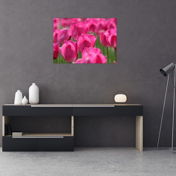 Obraz - Różowe tulipany (70x50 cm)