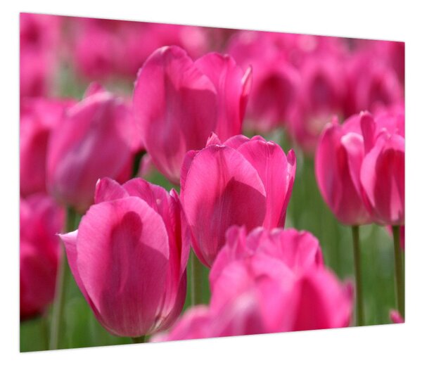 Obraz - Różowe tulipany (70x50 cm)