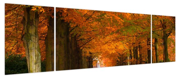 Obraz - Aleja drzew jesienią (170x50 cm)