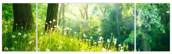 Obraz - Magiczna łąka pełna mniszków lekarskich (170x50 cm)