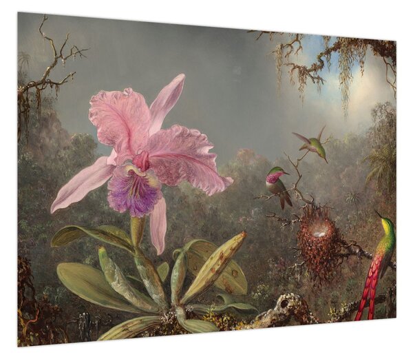 Obraz - Martin Johnson Heade, Cattleya Orchid and Three Hummingbirds, reprodukcje (70x50 cm)
