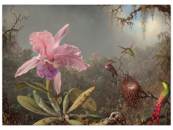 Obraz - Martin Johnson Heade, Cattleya Orchid and Three Hummingbirds, reprodukcje (70x50 cm)