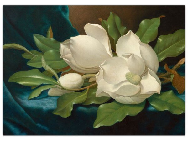 Obraz - Martin Johnson Heade, Giant Magnolias on a Blue Velvet Cloth, reprodukcje (70x50 cm)