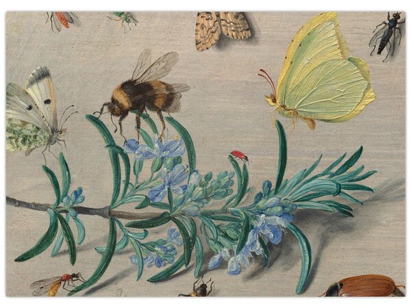 Obraz - Jan van Kessel the Elder, Insects and a Sprig of Rosemary, reprodukcje (70x50 cm)