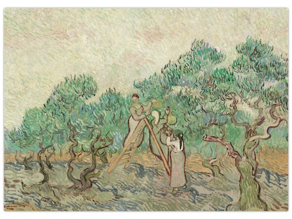 Obraz - Vincent van Gogh, The Olive Orchard, reprodukcje (70x50 cm)