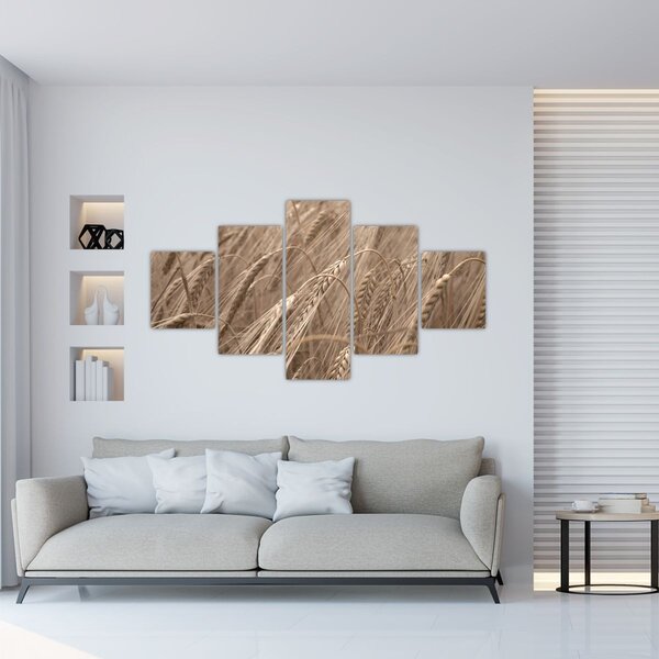 Obraz - Złote pole (125x70 cm)
