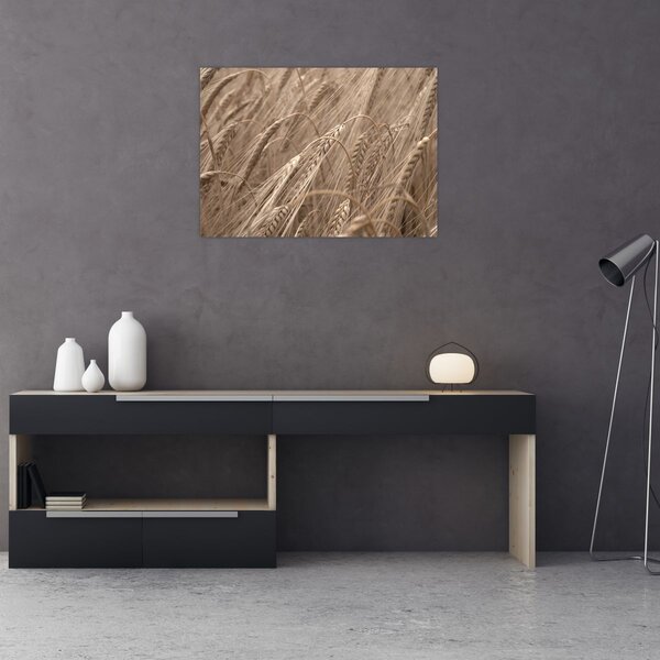 Obraz - Złote pole (70x50 cm)