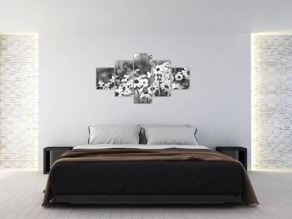 Obraz - Stokrotki (125x70 cm)