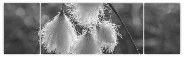 Obraz - Trawa bawełniana (170x50 cm)