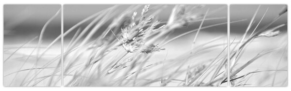 Obraz - Trawa plażowa (170x50 cm)
