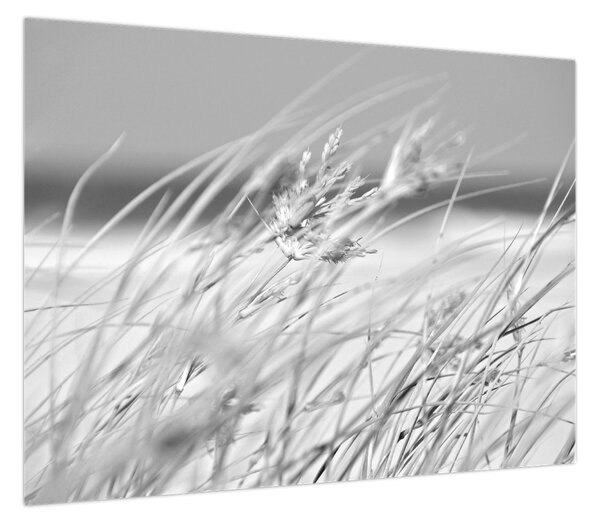 Obraz - Trawa plażowa (70x50 cm)