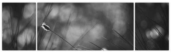 Obraz - Trawa łąkowa (170x50 cm)