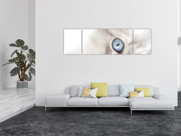 Obraz - Kot z niebieskimi oczami (170x50 cm)