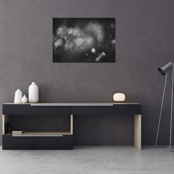 Obraz - Trawa łąkowa (70x50 cm)