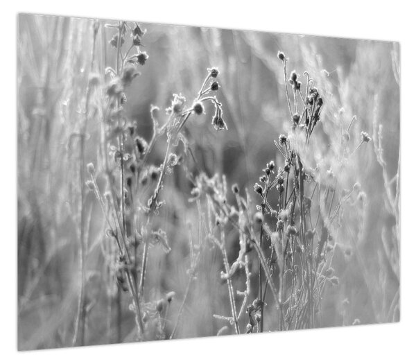 Obraz - Dzika łąka (70x50 cm)