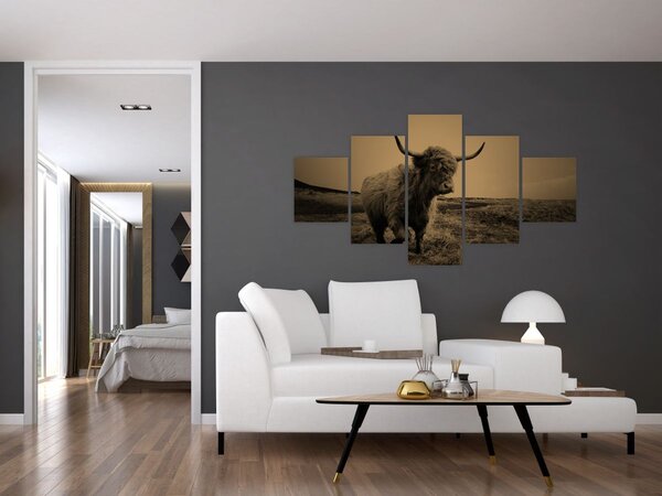 Obraz - Szkocka krowa na wolności (125x70 cm)